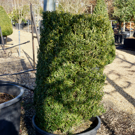 Buxus sempervirens