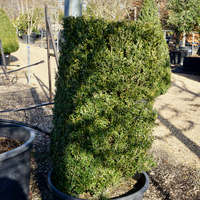 Buxus sempervirens