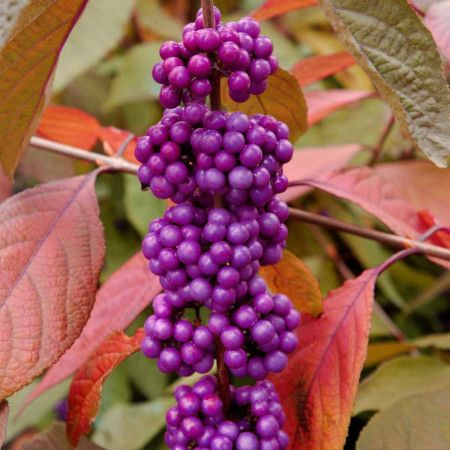 Callicarpa bodinieri Imperial Pearl