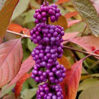 Callicarpa bodinieri Imperial Pearl