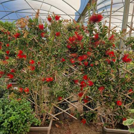 Callistemon laevis hort. - image 1