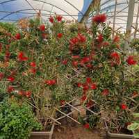 Callistemon laevis hort. - image 1