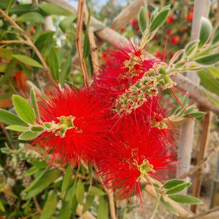 Callistemon laevis hort. - image 2