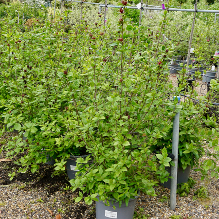 Calycanthus floridus - image 1