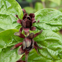 Calycanthus floridus - image 2