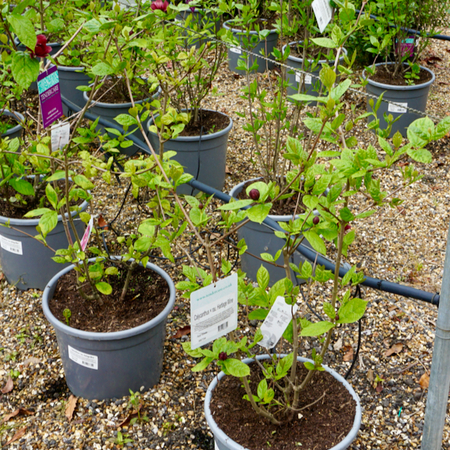 Calycanthus x rau. Hartlage Wine