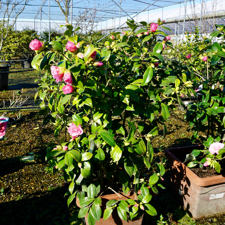 Camellia Betty Ridley - image 2