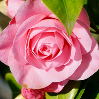 Camellia Betty Ridley - image 1