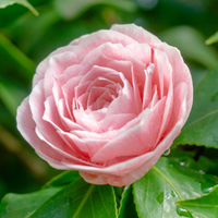 Camellia jap. Bonomiana  | Order online @ Tendercare