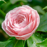Camellia japonica Bonomiana | Order Online @ Tendercare