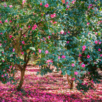 Camellia jap. Bonomiana  Order online @ Tendercare