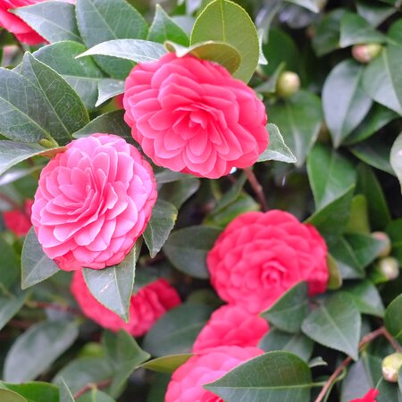 Camellia jap. C.M. Hovey - image 1