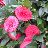 Camellia jap. C.M. Hovey - image 1