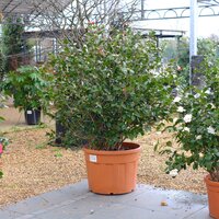 Camellia jap. C.M. Hovey - image 2