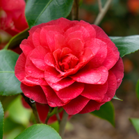 Camellia jap. C.M. Hovey | Tendercare - order online
