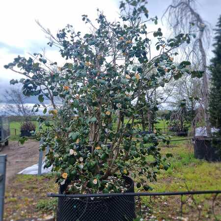 Camellia jap. centifolia Alba | order online @ Tendercare