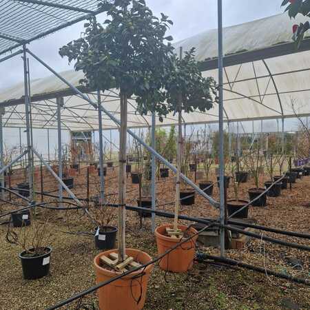 Camellia jap. centifolia Alba
