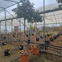Camellia jap. centifolia Alba