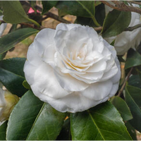 Camellia jap. centifolia Alba | order online @ Tendercare