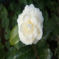 Camellia jap. Dahlonega