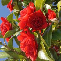 Camellia jap. Dolly Dyer