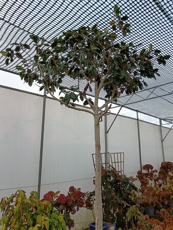 Camellia jap. Dolly Dyer - image 2