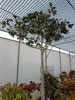 Camellia jap. Dolly Dyer - image 2