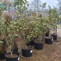 Camellia jap. Kerguelen