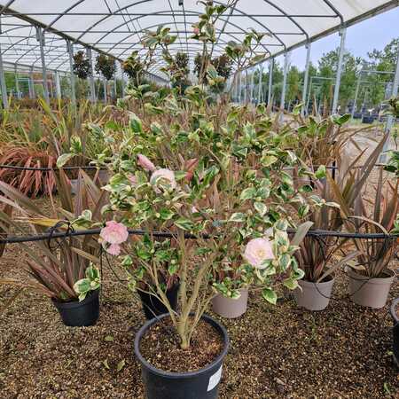 Camellia jap. Kerguelen - image 2