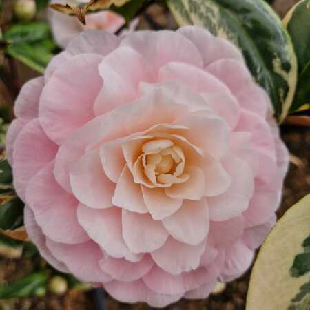 Camellia jap. Kerguelen - image 1