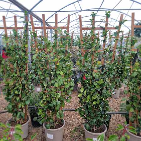 Camellia jap. Kramer's Supreme