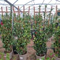 Camellia jap. Kramer's Supreme