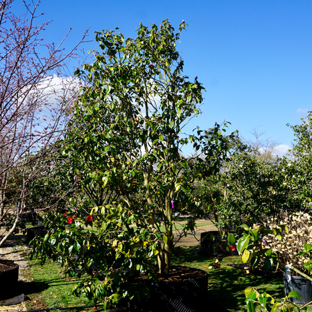 Camellia jap. Kumagai - image 2