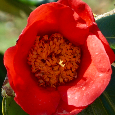 Camellia jap. Kumagai