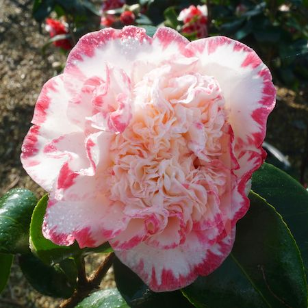 Camellia jap. Margaret Davis