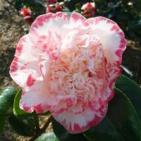 Camellia jap. Margaret Davis