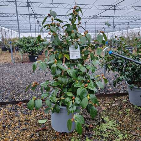 Camellia jap. Nuccios Gem - image 1