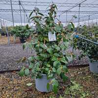 Camellia jap. Nuccios Gem - image 1
