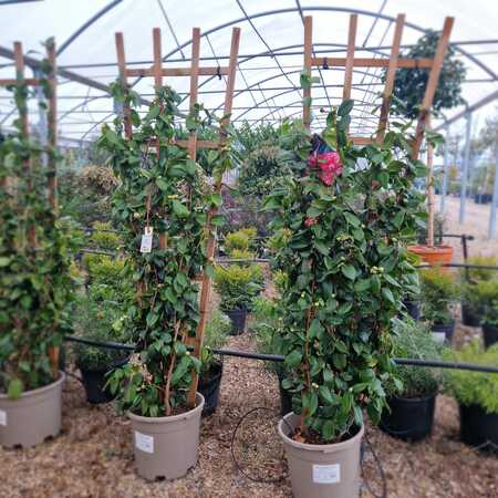 Camellia jap. Orandako