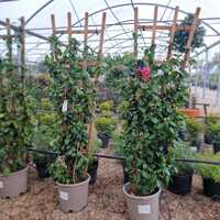 Camellia jap. Orandako