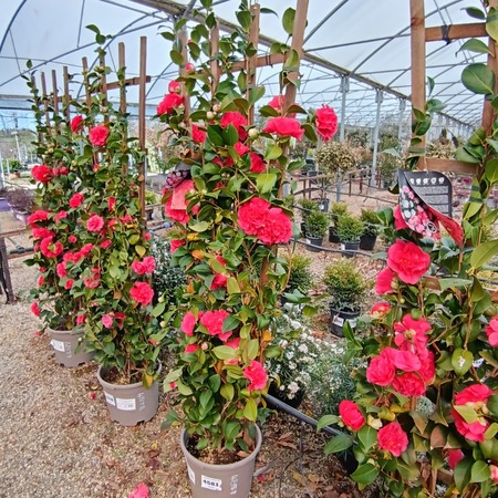 Camellia jap. Orandako
