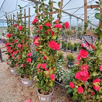 Camellia jap. Orandako