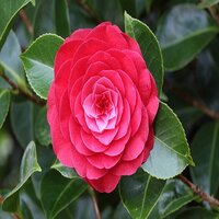 Camellia jap. Orandako