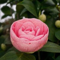 Camellia jap. Pearl Maxwell