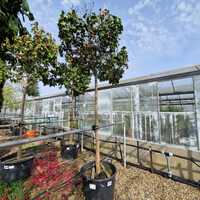 Camellia jap. Pearl Maxwell - image 3