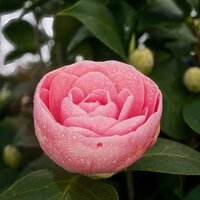 Camellia jap. Pearl Maxwell | Order online @ Tendercare