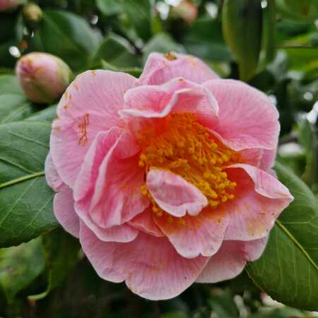 Camellia jap. Pink - image 1