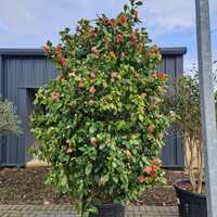 Camellia jap. Pink - image 2