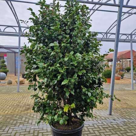 Camellia jap. Pink - image 2