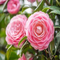 Camellia jap. Pink Double